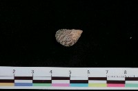 藏品(芝麻螺)的圖片